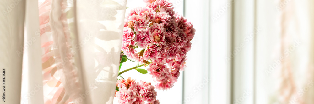 pot plant pink blossom near curtains under bright sunlight pot plant pink blossom near curtains under bright sunlight