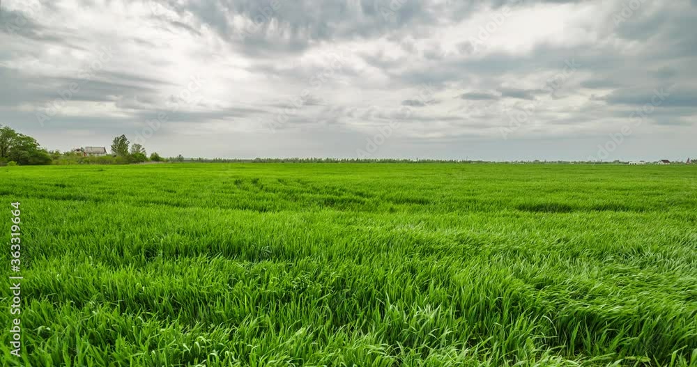 Rural summer landscape. Green field of wheat and blue sky on farm. Green meadow. Nature landscape wilderness 4k time lapse. Agriculture. Countryside outdoors, relaxation weather, space scenic. Rural summer landscape. Green field of wheat and blue sky on farm. Green meadow. Nature landscape wilderness 4k time lapse. Agriculture. Countryside outdoors, relaxation weather, space scenic.