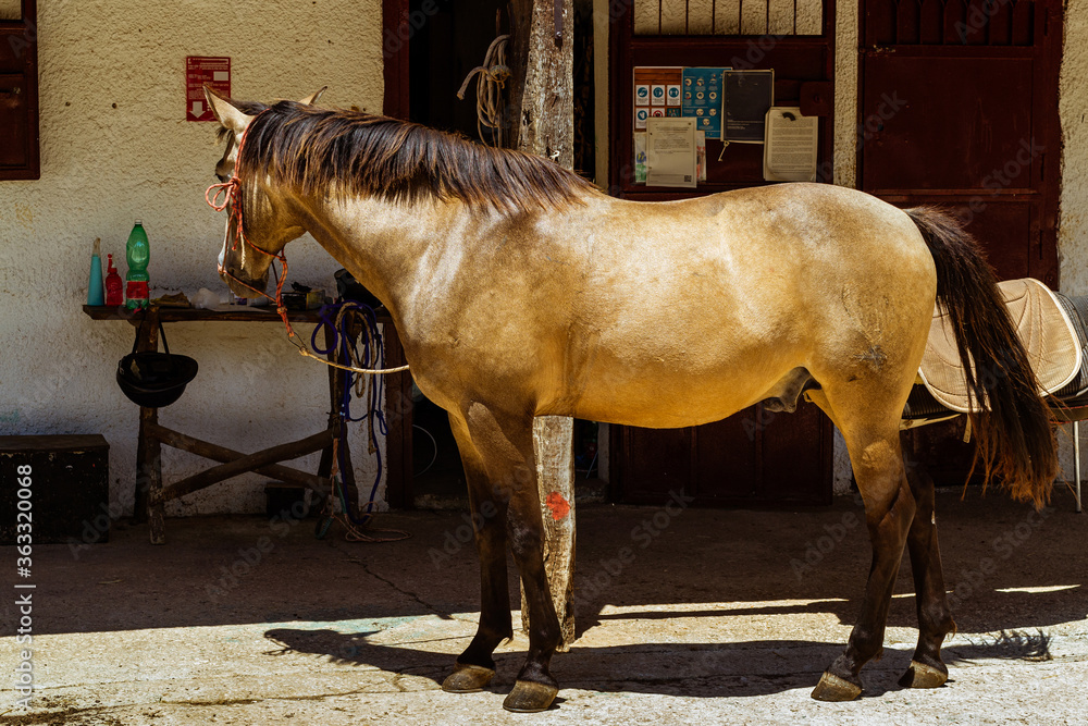 Obraz premium Thoroughbred horses in rural setting