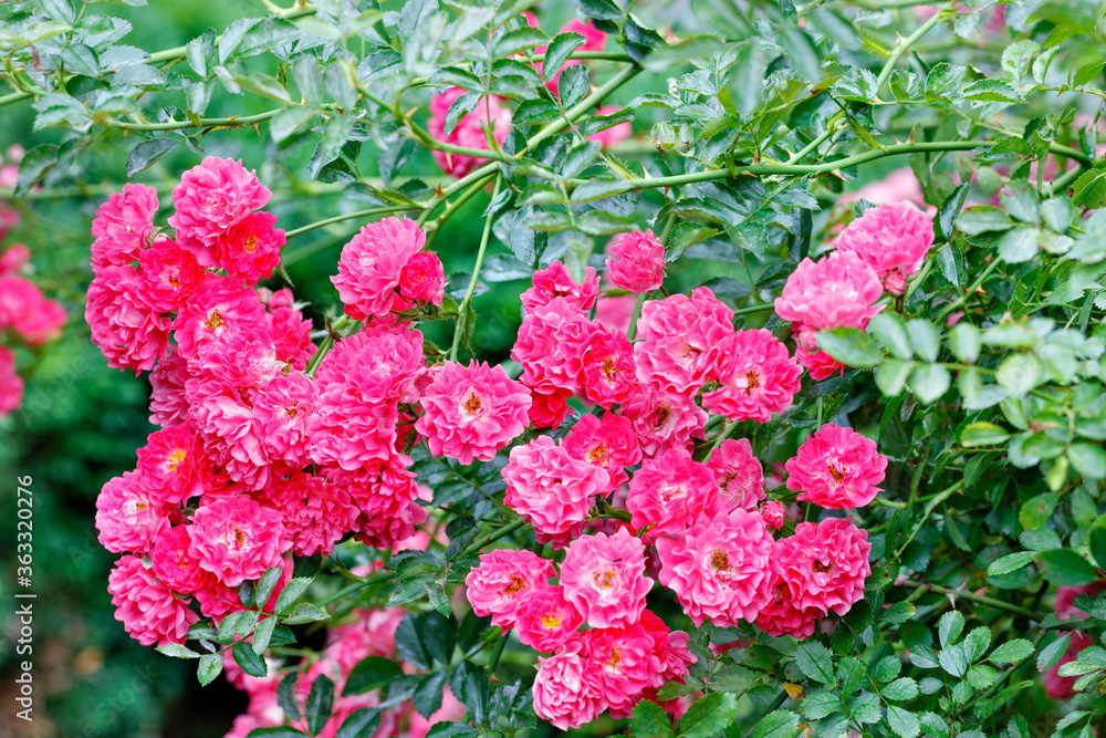 Gorgeous bush of a curly rose with pink-red beautiful flowers, blooming in the summer garden, close-up.