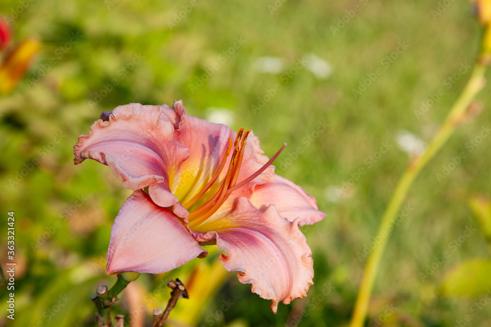 Fototapeta premium pink daylily
