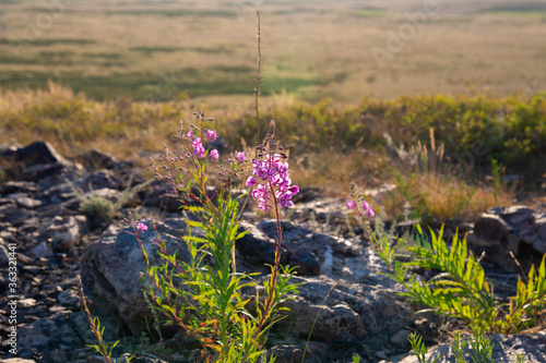 Lilac pink flower on the stones on the hill.