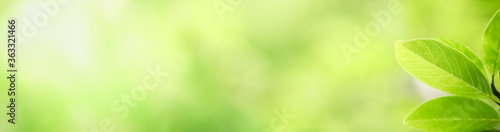 Closeup beautiful attractive nature view of green leaf on blurred greenery background in garden with copy space using as background natural green plants landscape, ecology, fresh cover page concept.