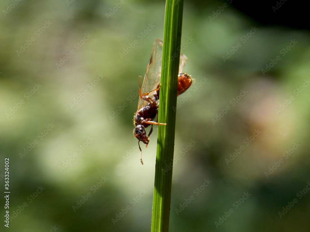 an ant is trying to fly an ant is trying to fly