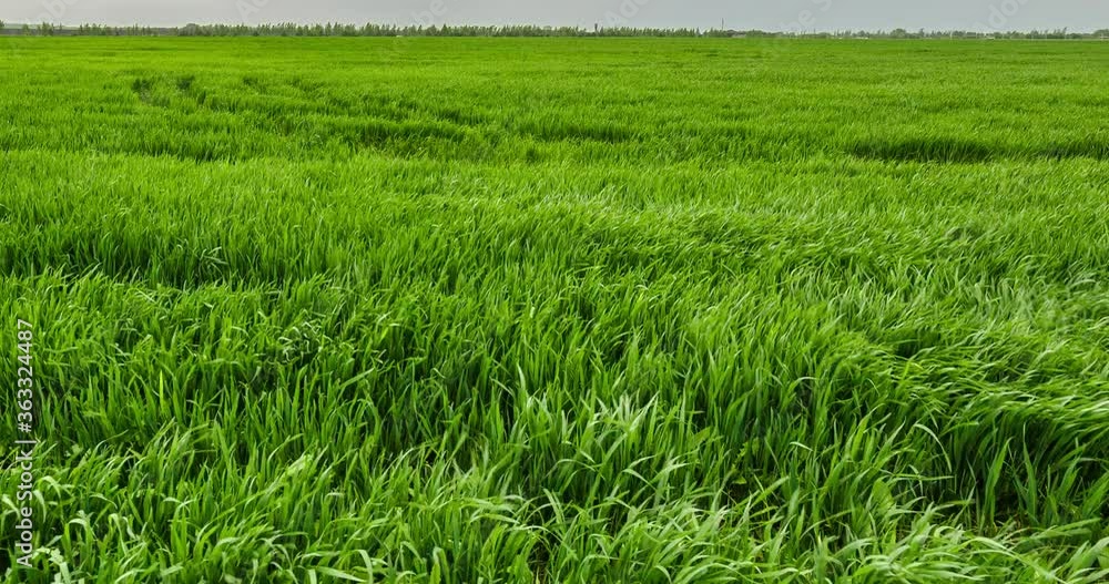 Rural summer landscape. Green field of wheat and blue sky on farm. Green meadow. Nature landscape wilderness 4k time lapse. Agriculture. Countryside outdoors, relaxation weather, space scenic. Rural summer landscape. Green field of wheat and blue sky on farm. Green meadow. Nature landscape wilderness 4k time lapse. Agriculture. Countryside outdoors, relaxation weather, space scenic.