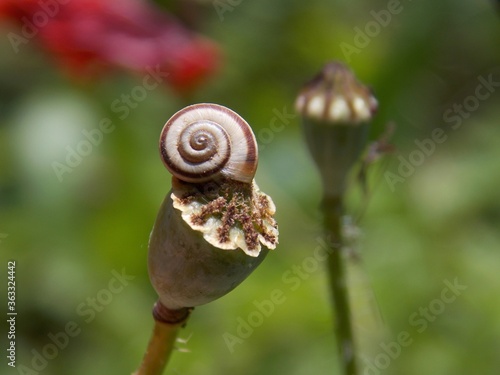 a small snail on a plant