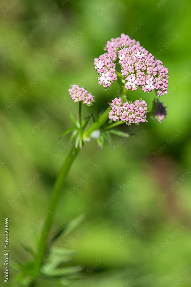 Macrophotographie de fleur sauvage - Valériane dioïque rose - Valeriana dioica Macrophotographie de fleur sauvage - Valériane dioïque rose - Valeriana dioica