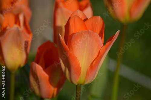 Flores  tulipanes  naranja. Ginebra  Suiza  La Per du Lac  primavera.