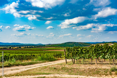 Vineyard in Tokaj region  Hungary
