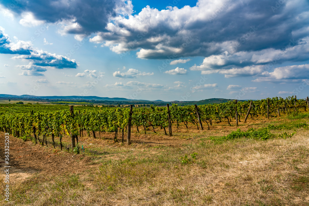Vineyard in Tokaj region, Hungary