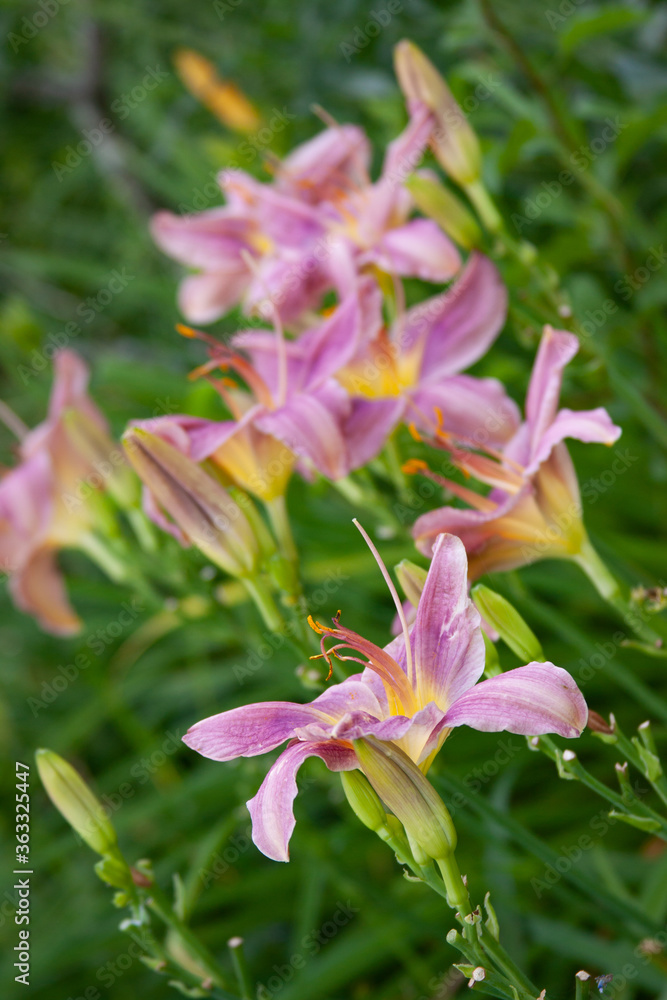 purple daylily