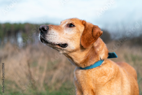 Close up portrait of beautiful red mixed breed dog happy to be adopted by the family from the shelter enjoying walk outdoors