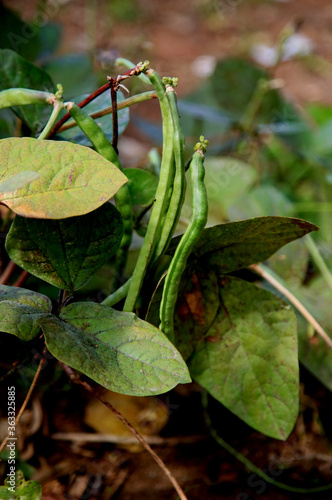 salvador, bahia / brazil - july 8, 2020: rope bean plantation in the city of Salvador. photo