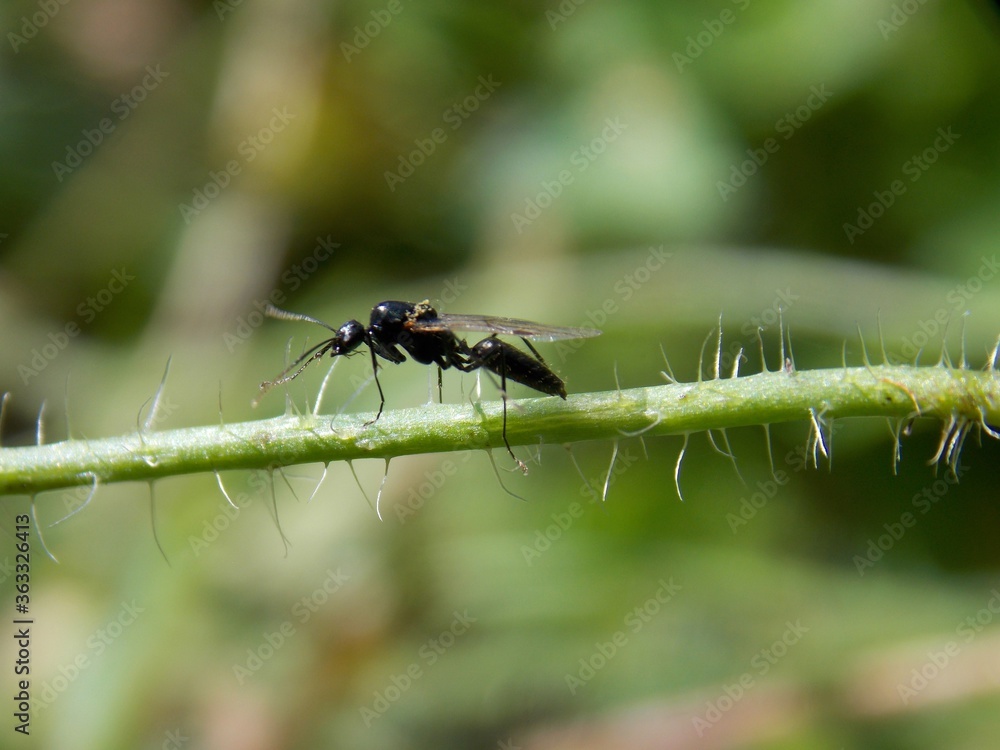 a small black beetle on a plant a small black beetle on a plant