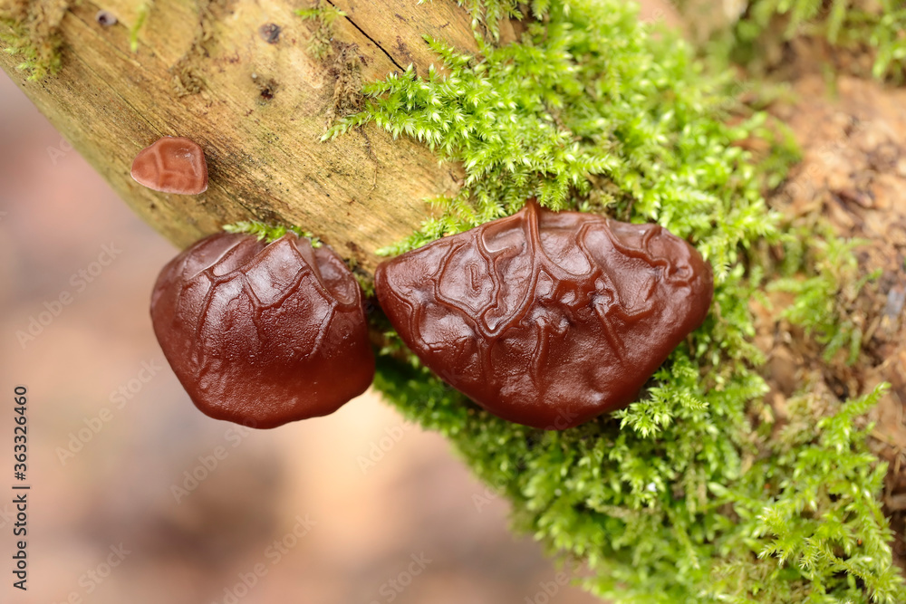 Auricularia auriculajudae (Latin for 'Judas's Ear'), known as the Jew