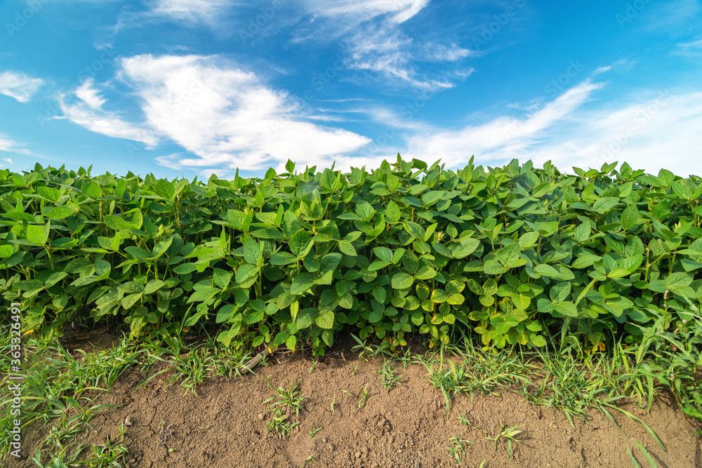 Field of soybean, growing under blue sky in summer