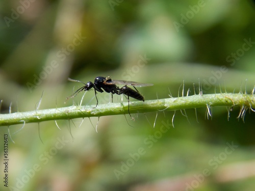 a small black beetle on a plant © oljasimovic