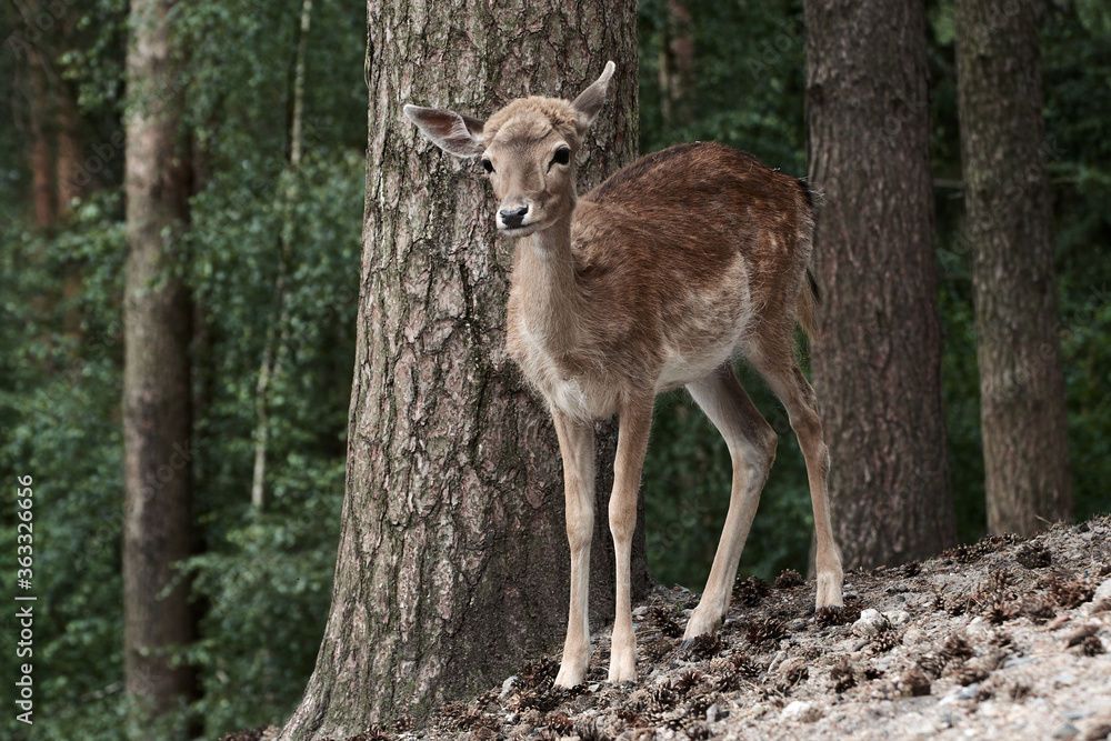 Female fallow deer (Dama dama) in the forest