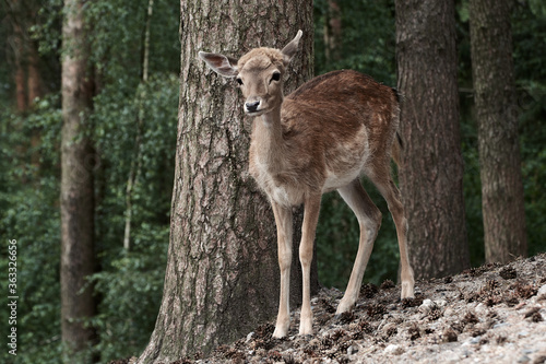 Female fallow deer (Dama dama) in the forest © Thomas Marx