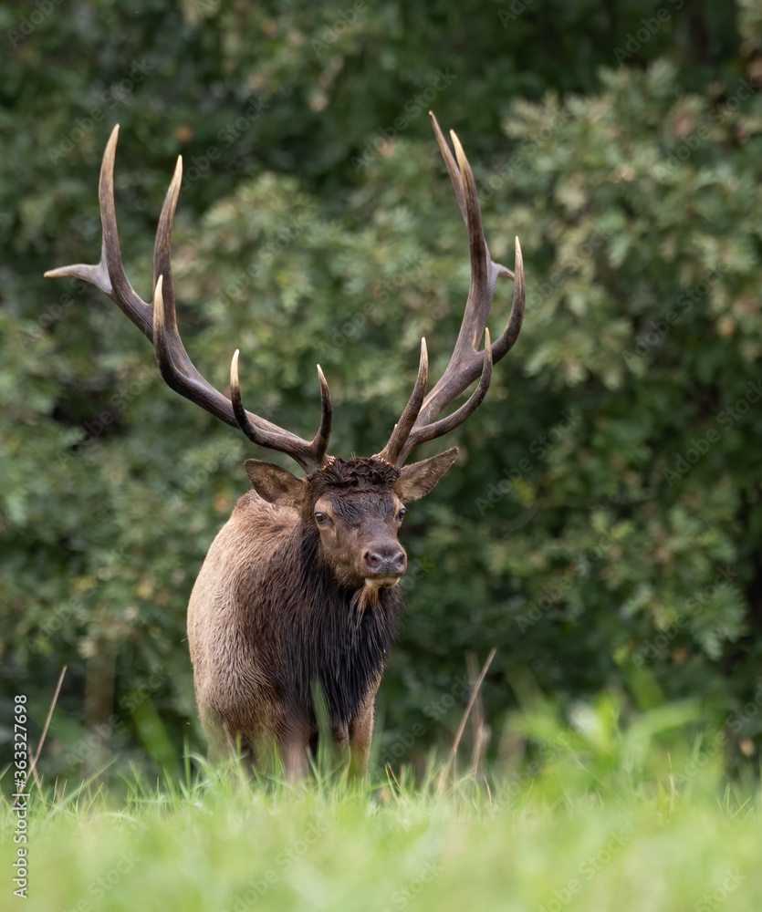 Fototapeta premium Elk during the rut season 