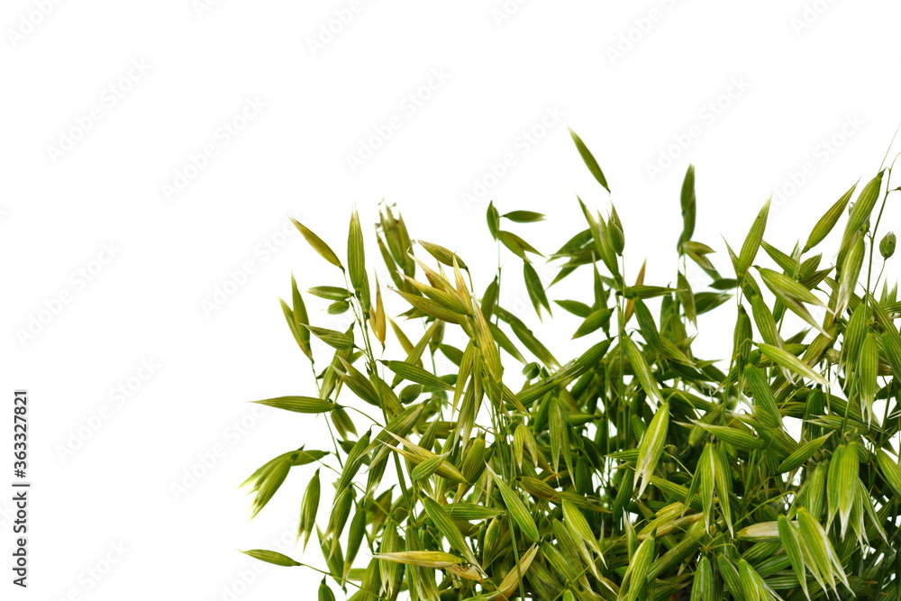 Fototapeta premium Bunch of green oats isolated on a white background. Oat ears. bouquet of fresh green oat seeds close up isolated.