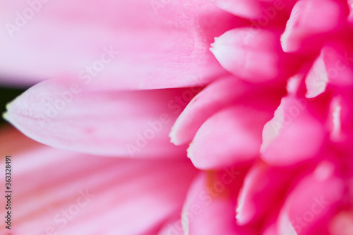 Pink Gerbera Daisy Petals close-up blurred suitable as Background, Backdrop, or Wallpaper.