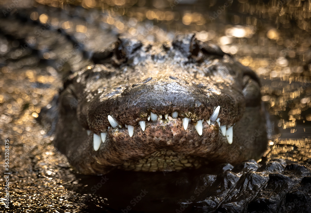 Obraz premium Alligator na Florydzie