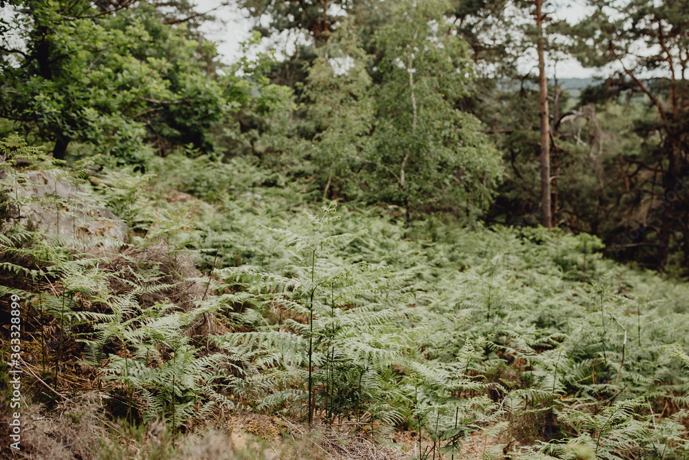 Forêt de fougères