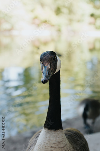 Des oies dans le bois de Boulogne photo