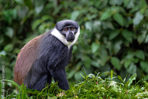 Photography Sykes Monkey in Uganda, Africa