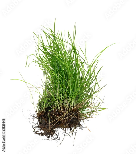 Part of Green grass isolated against a white background. Grass with roots. Root.