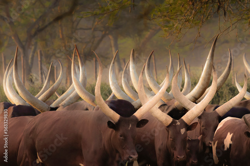 Horns of Ankole cows in the mist, in Uganda, Africa photo