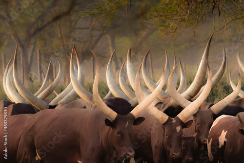 Horns of Ankole cows in the mist, in Uganda, Africa