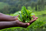 Hands holding tea leaves in Uganda, Africa.