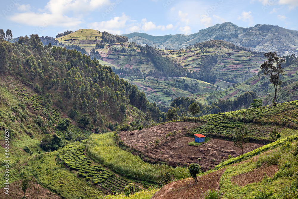 Tea plantation and agricultural terraces in Uganda, Africa