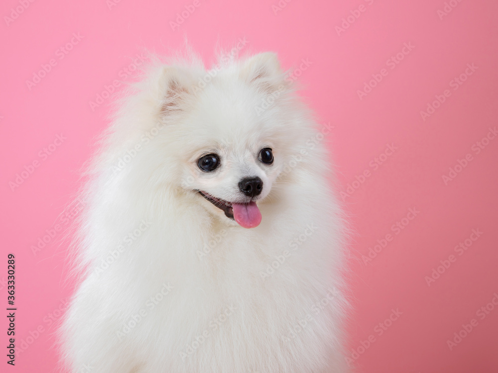 white spitz on a pink background, funny dog white spitz on a pink background, funny dog