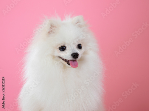 white spitz on a pink background, funny dog