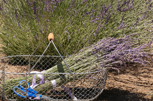 Lavender Bundles