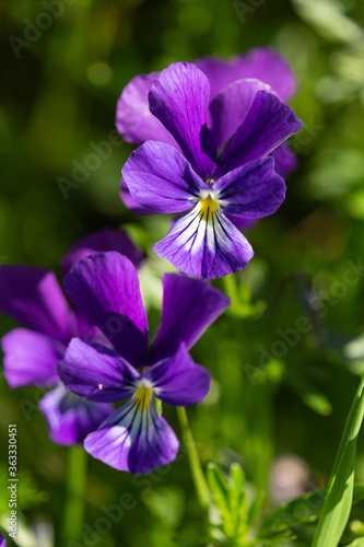 Macrophotographie de fleur sauvage - Violette des Sudettes - Viola lutea elegans