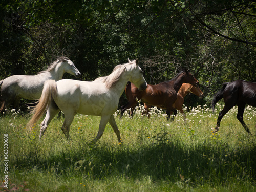 Herd of horses moving through a spring meadow.