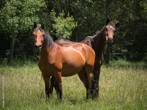 Chestnut andalusian mare and dark chestnut center european stallion standing on a spring meadow. © Daniel