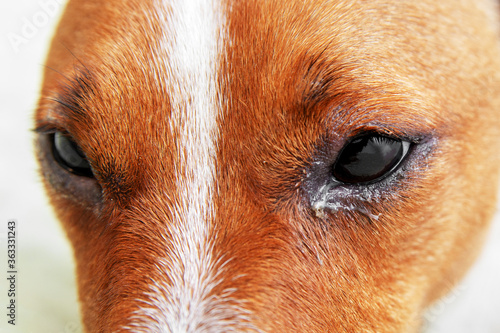 Dog eyes infection - Dog with irritated red eyes suffering from something allergy. Veterinarian check on the eyes of a dog dachshund. conjunctivitis eyes of dog. Medical care of pet concept.
