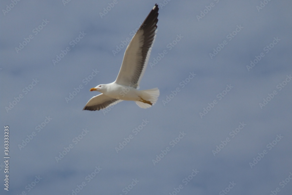 Seagull flying over the island of Santa Catarina, Brazil. Seagull flying over the island of Santa Catarina, Brazil.