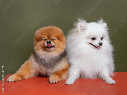 Two funny dogs, white spitz and red spitz © Alla