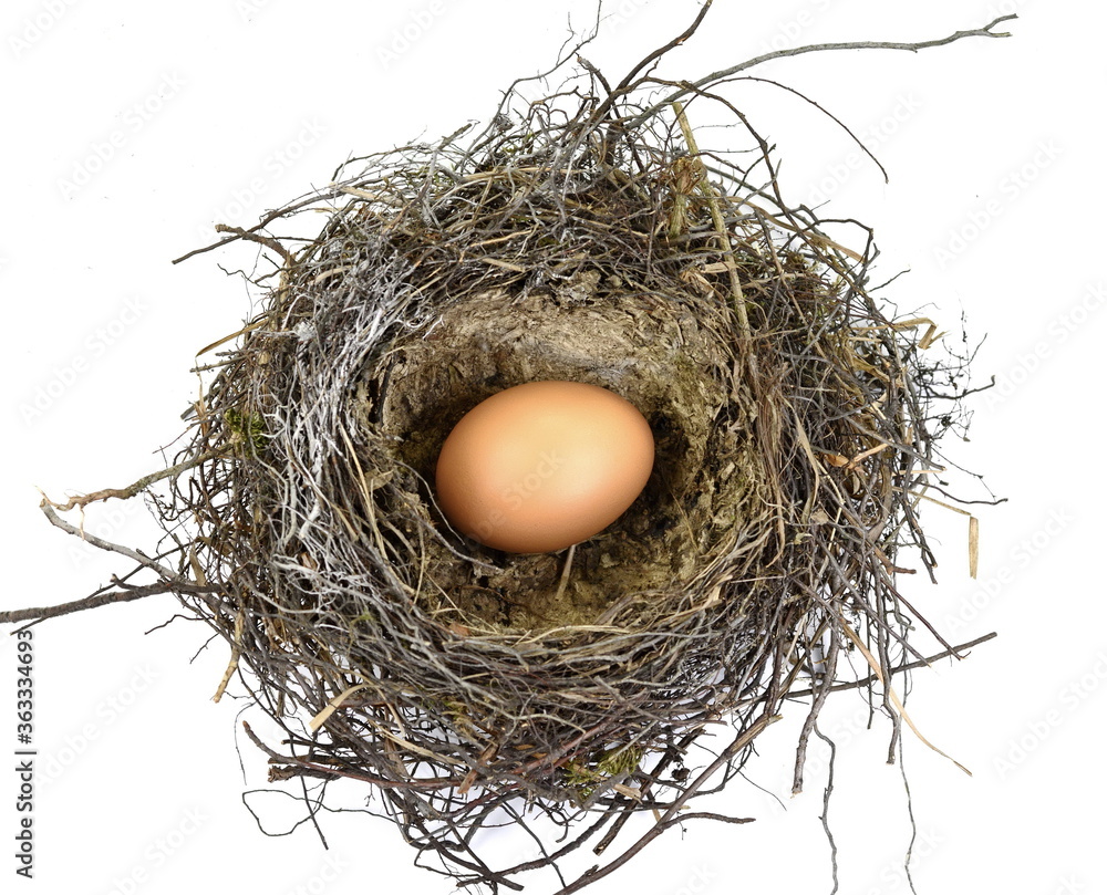 Nest with egg. isolated on white background. Beautiful bird nest with egg. Nest with egg. isolated on white background. Beautiful bird nest with egg.