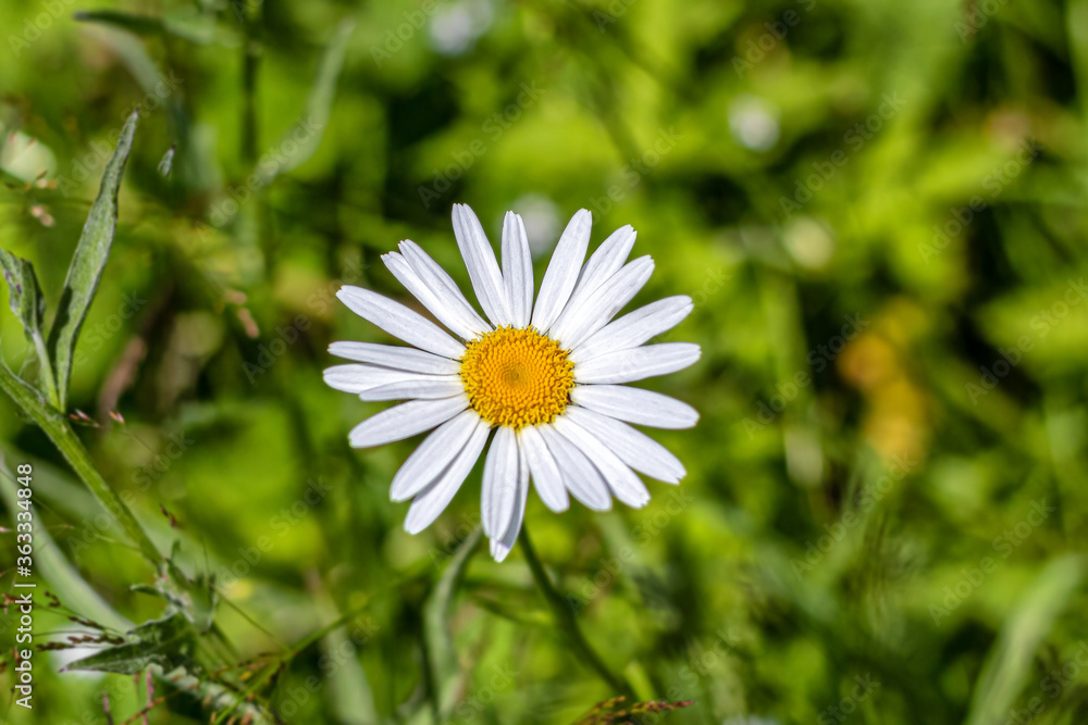 Fototapeta premium White chamomile with yellow inflorescence, on a background of green grass