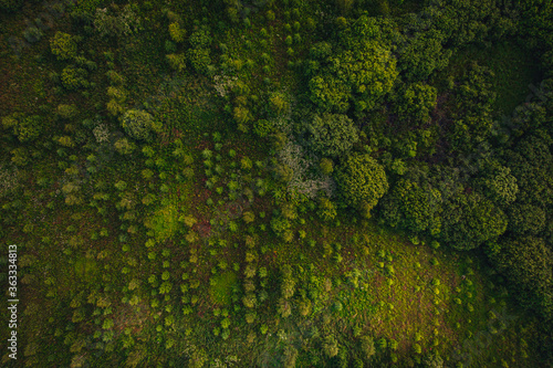 Aerial view on forest area in countryside, green tree background