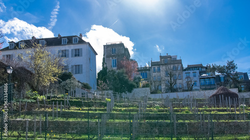 Paris, vineyards of Montmartre in spring