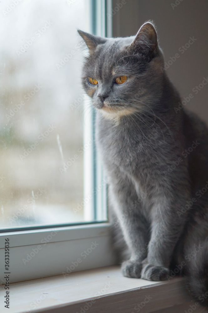 cute scotish gray cat sitting near window cute scotish gray cat sitting near window
