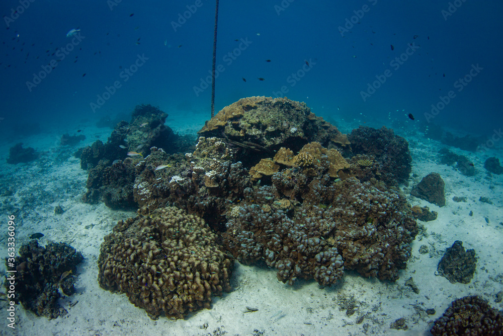 Fototapeta premium Wonderful and beautiful underwater in deep tropical sea and sun rays. Water texture in ocean with corals and tropical fish.